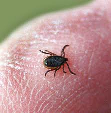 Les tiques et la maladie de Lyme