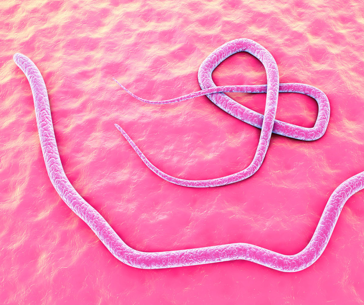 Vers Parasites Insectes La prévention des parasites - Hôpital vétérinaire des Seigneuries de ...